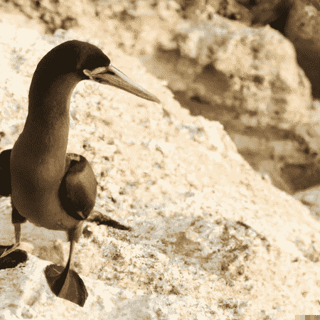 Brown_Booby_bird_with_brown_colored_legs