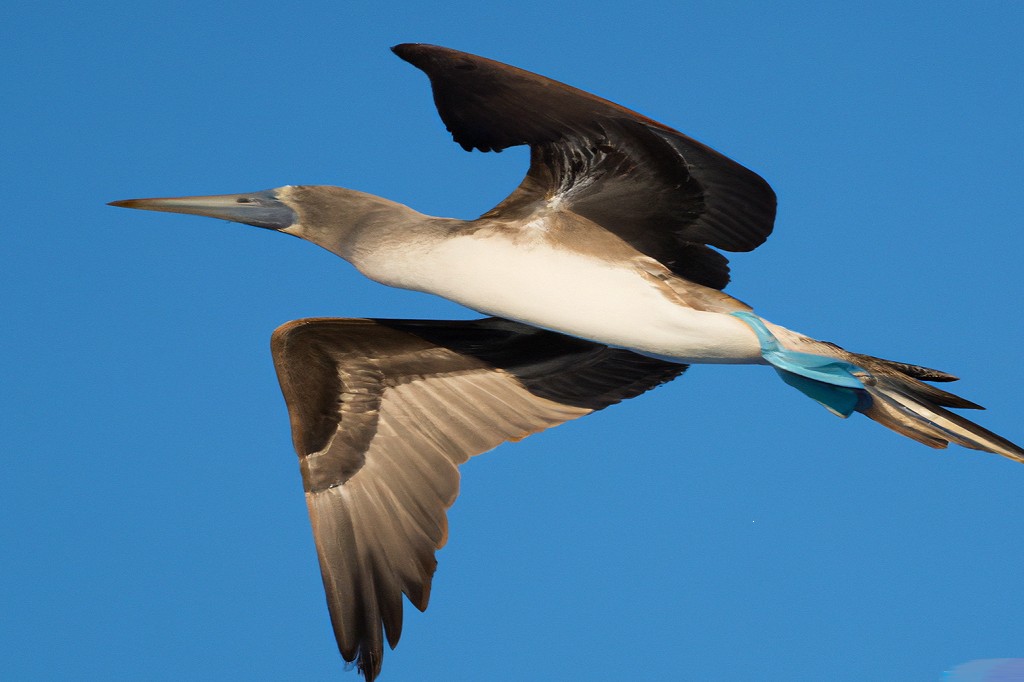 Blue-Footed Booby: Galápagos’ Fascinating Bird